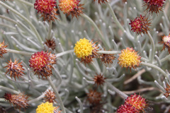 Syncarpha gnaphaloides