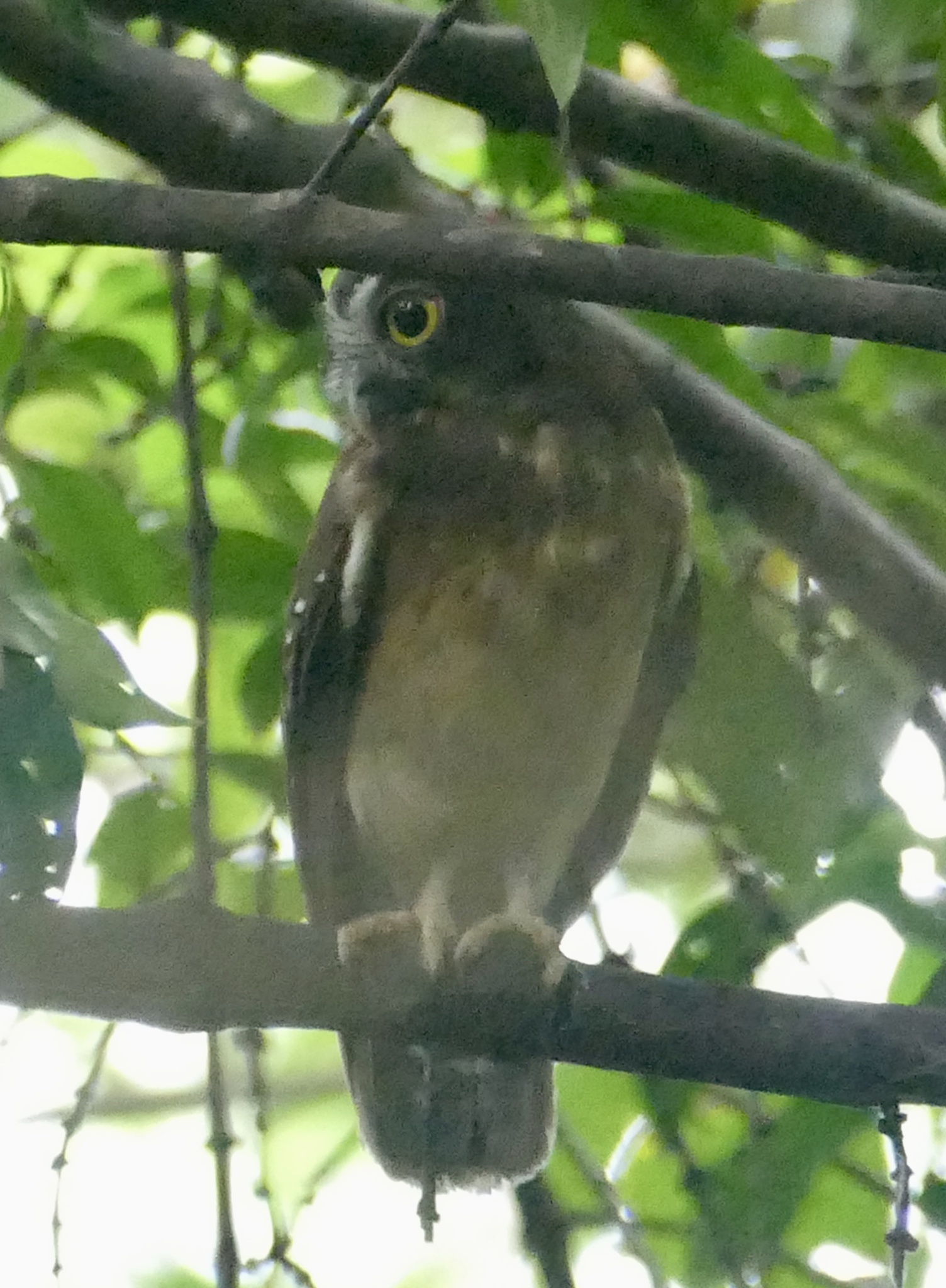 Ochre-bellied Boobook (Ninox ochracea), photo 5