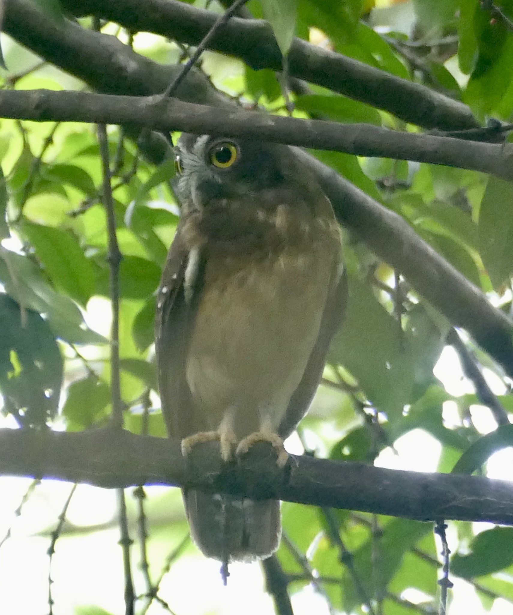 Ochre-bellied Boobook (Ninox ochracea), photo 4