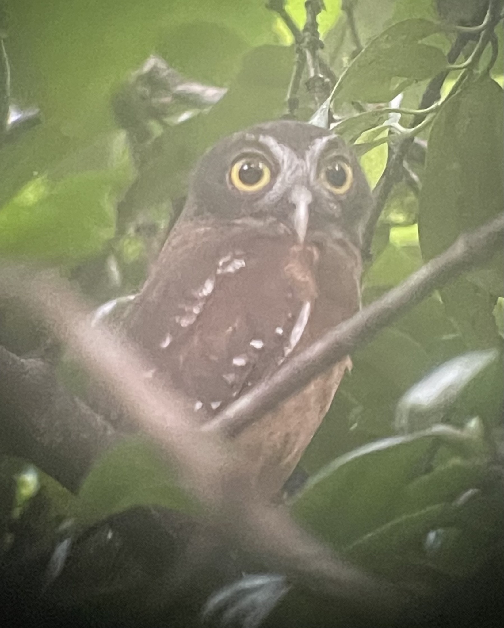 Ochre-bellied Boobook (Ninox ochracea), photo 6