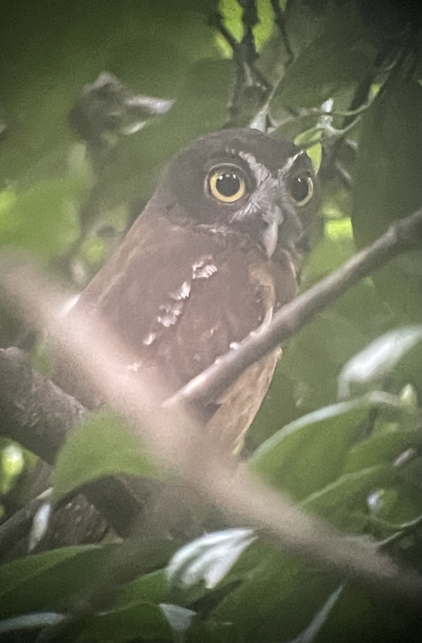 Ochre-bellied Boobook (Ninox ochracea), photo 3