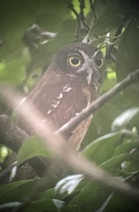 Ninox ochracea
