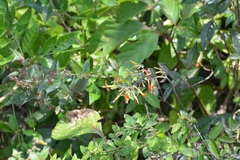 Cuphea appendiculata