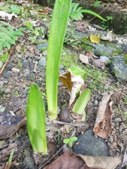 Hippeastrum hybridum
