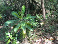 Anthocleista grandiflora