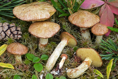 Suillus flavidus