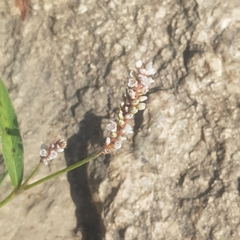 Persicaria senegalensis