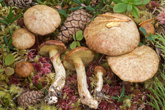 Suillus flavidus