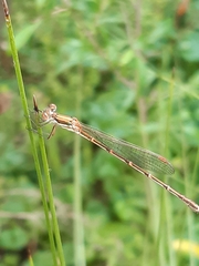 Austrolestes analis