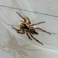 Salticinae