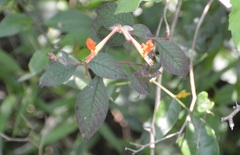 Cuphea appendiculata