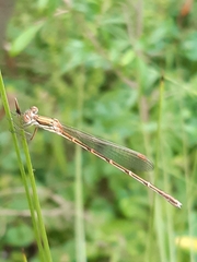 Austrolestes analis