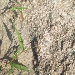 Persicaria senegalensis