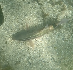 Parupeneus spilurus