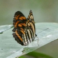 Lasippa neriphus