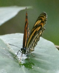 Lasippa neriphus