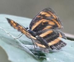 Lasippa neriphus