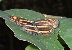Lasippa neriphus