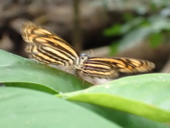 Lasippa neriphus