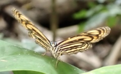 Lasippa neriphus