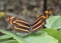 Lasippa neriphus