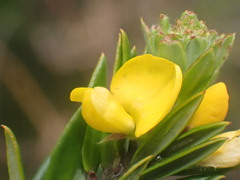 Aotus lanigera