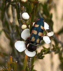 Castiarina pallidiventris