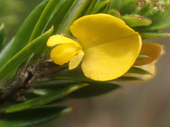 Aotus lanigera