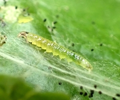 Haritalodes derogata