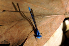 Argia
