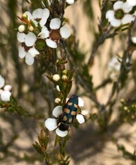 Castiarina pallidiventris