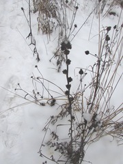 Campanula cervicaria