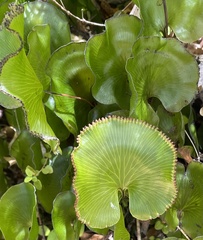 Hymenophyllum nephrophyllum