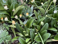 Haemanthus albiflos