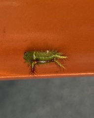 Anaxidia lozogramma