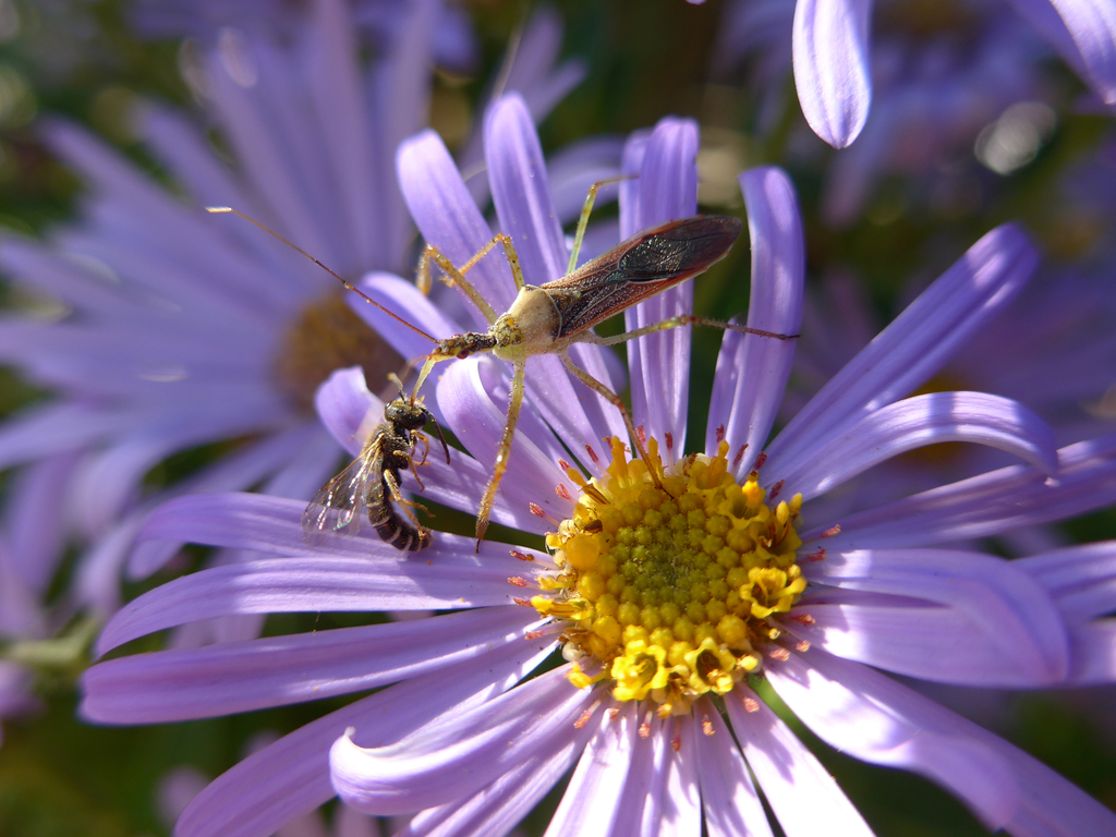Leafhopper assassin bug (Zelus renardii)