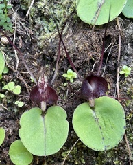 Corybas macranthus
