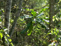 Anthocleista grandiflora
