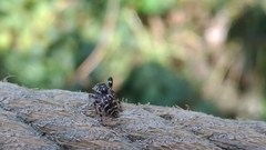 Rhene yunnanensis
