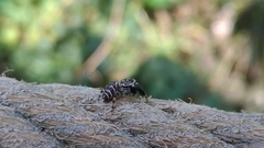 Rhene yunnanensis