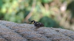 Rhene yunnanensis