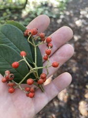 Cotoneaster coriaceus