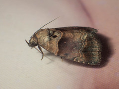 Cretonia forficula