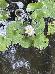 Nymphaea odorata