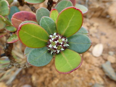 Boronia hartleyi