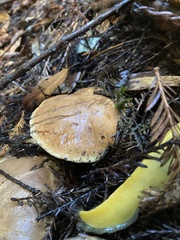 Suillus caerulescens