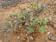 Boronia hartleyi