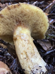 Suillus caerulescens