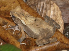 Ingerophrynus celebensis