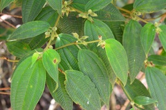 Miconia laxiflora
